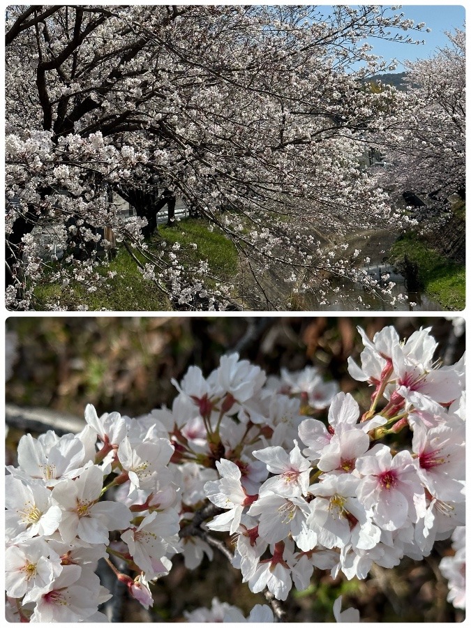 川土手の桜🌸