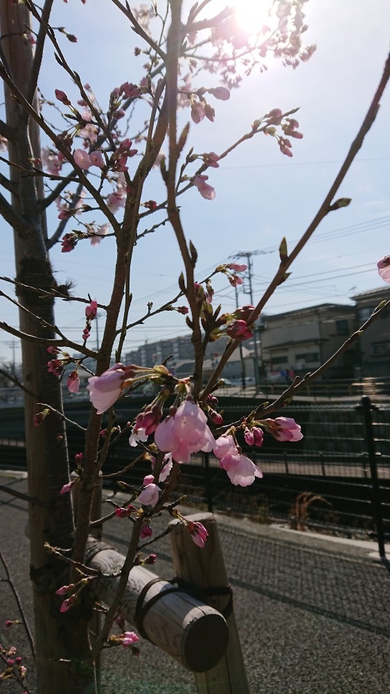 小さな桜の木🌸