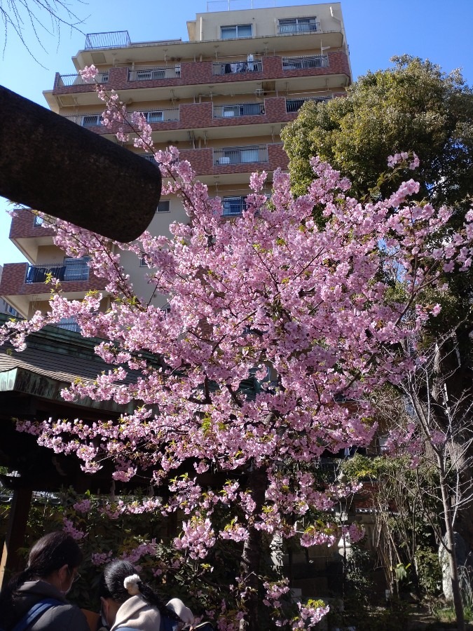 小野照崎神社の満開の桜