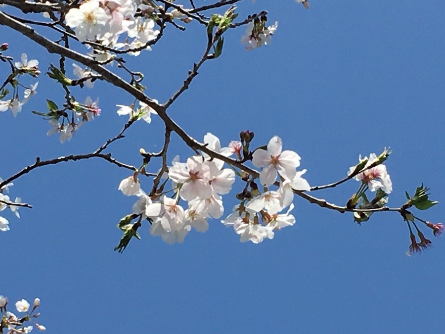 ⭕️ 綺麗な花🌸1.