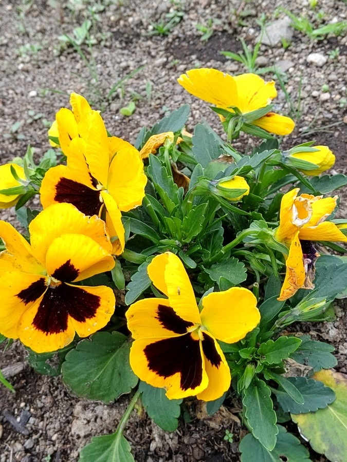 部落の花壇🌼🌸🌻