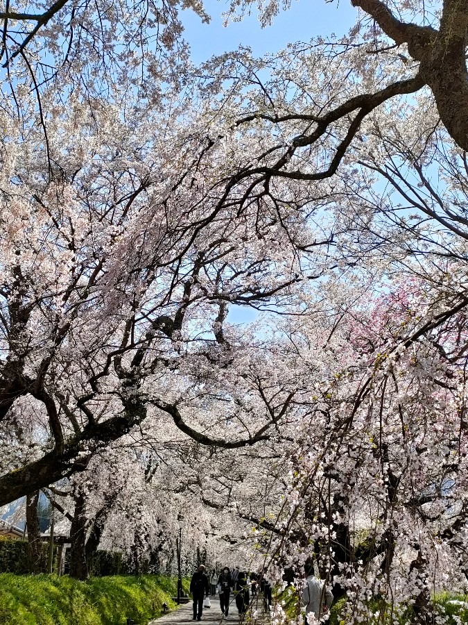 おいでませ山口へ、徳佐八幡宮しだれ桜