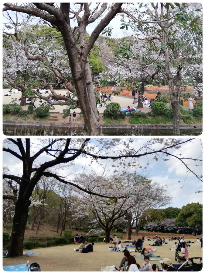 北の丸公園のお花見