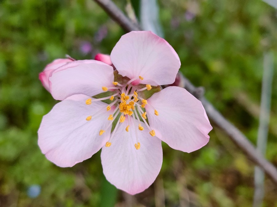 アーモンドの花が咲きました