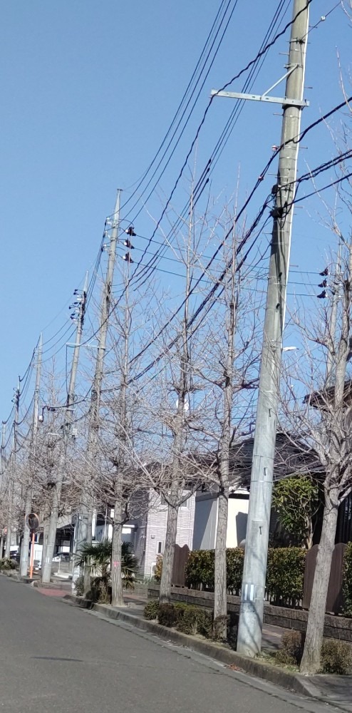 黒色の街路樹が、萌木色に❗️