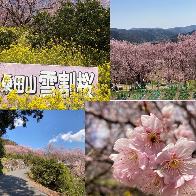 雪割桜