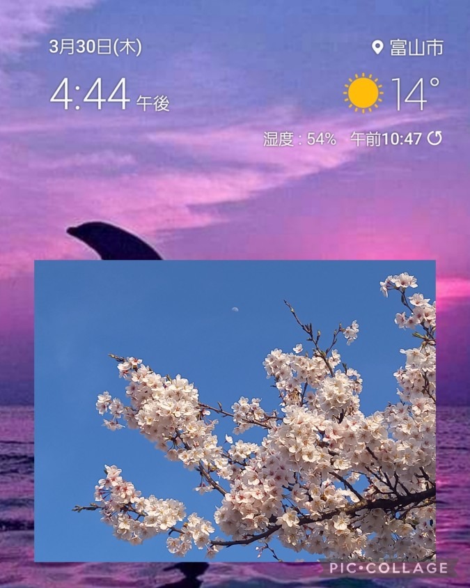 夕方の桜🌸