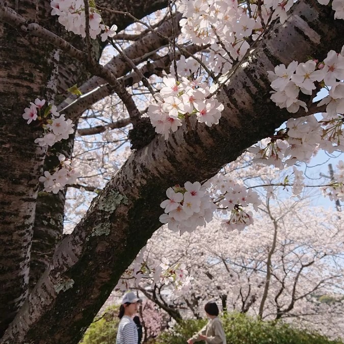 伊勢神宮 桜