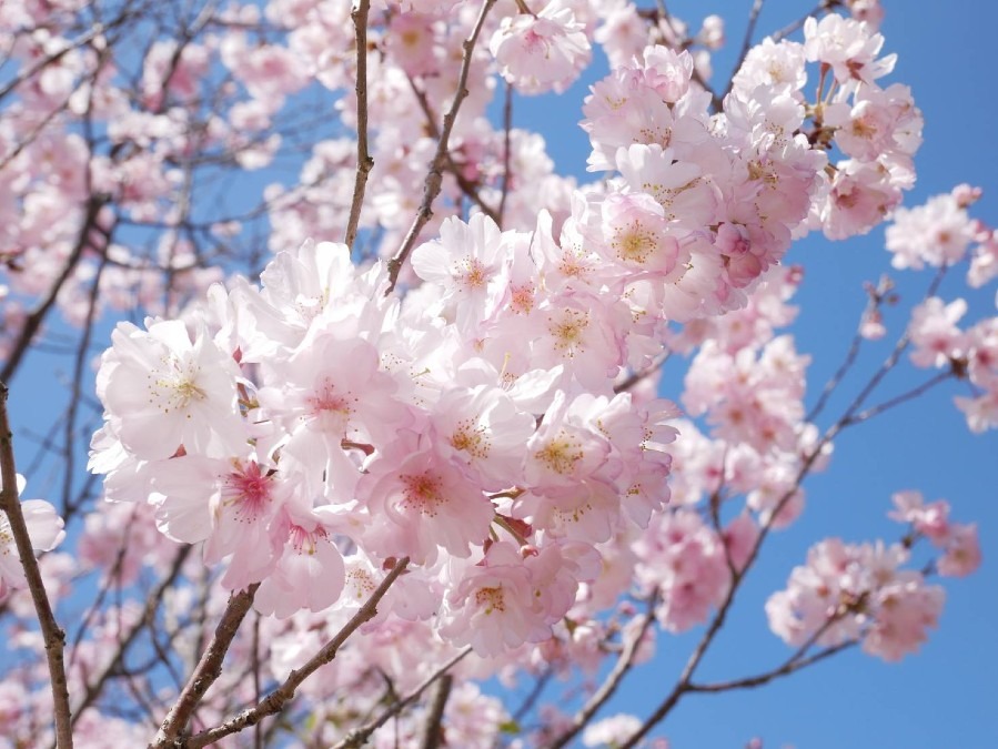 桜散歩