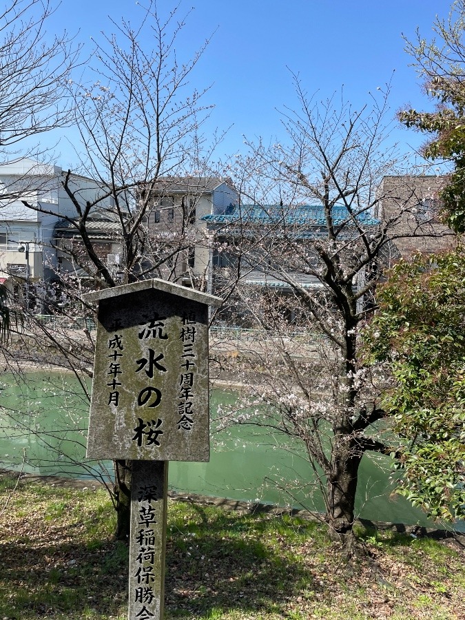 流水の桜🌸