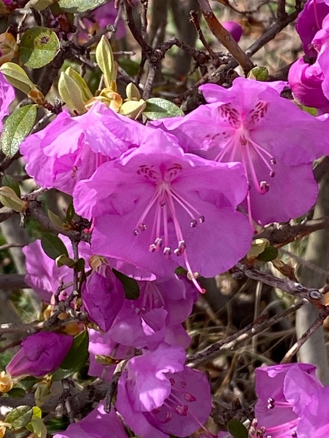 散歩コースの花🌸