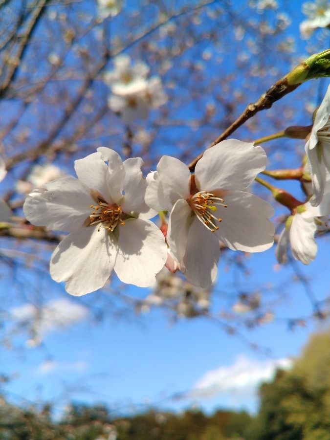 お花！