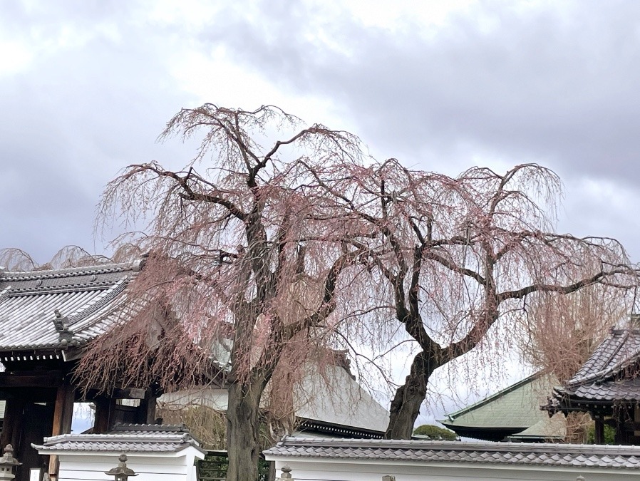 開花まであと少し🌸