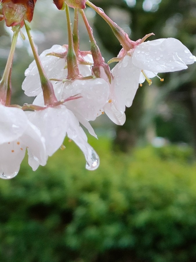 桜と天使の涙