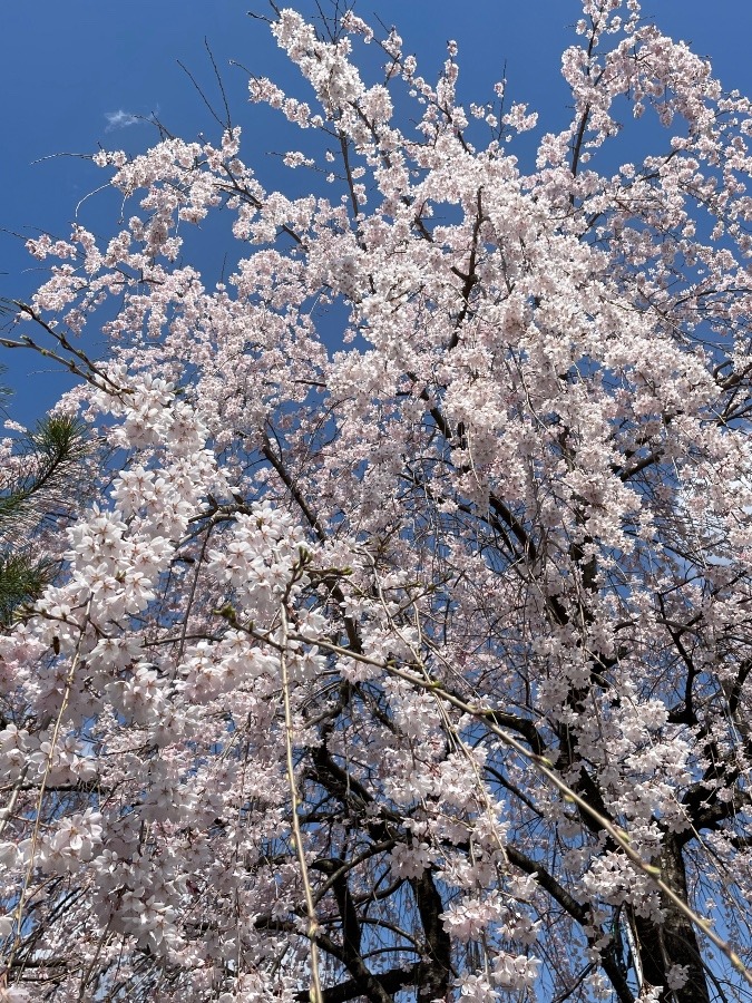 画面いっぱいに、桜(´∀｀*)🌸