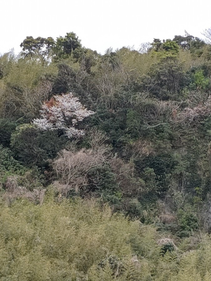 咲いた～🌸🌸🌸