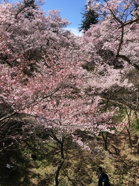 桜見頃