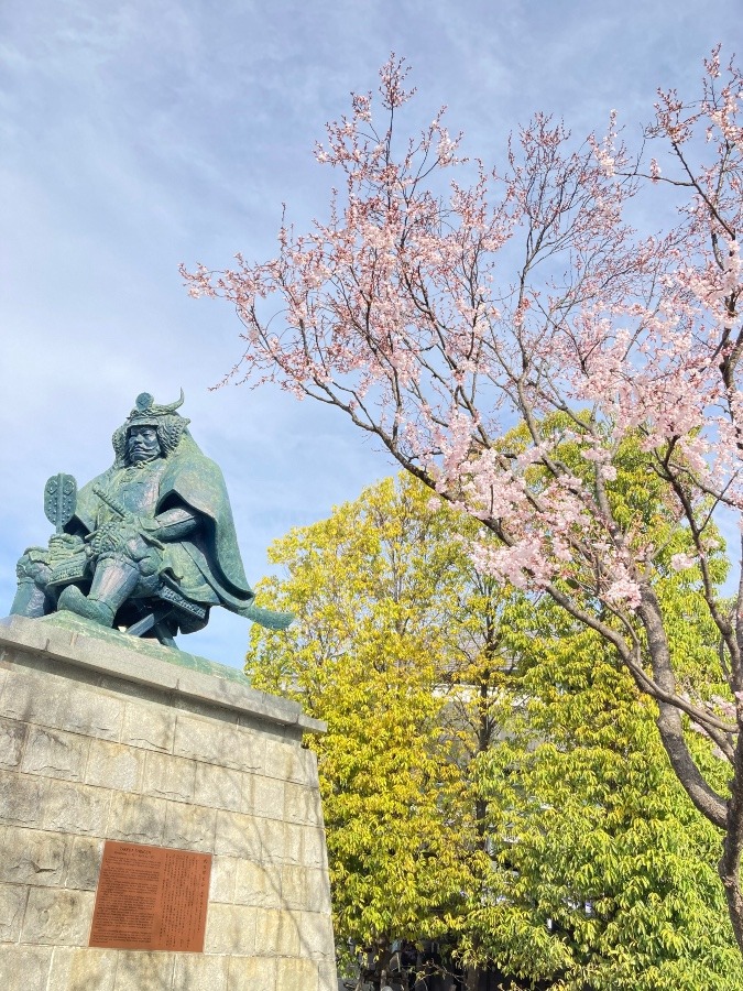 「武田信玄と春爛漫」