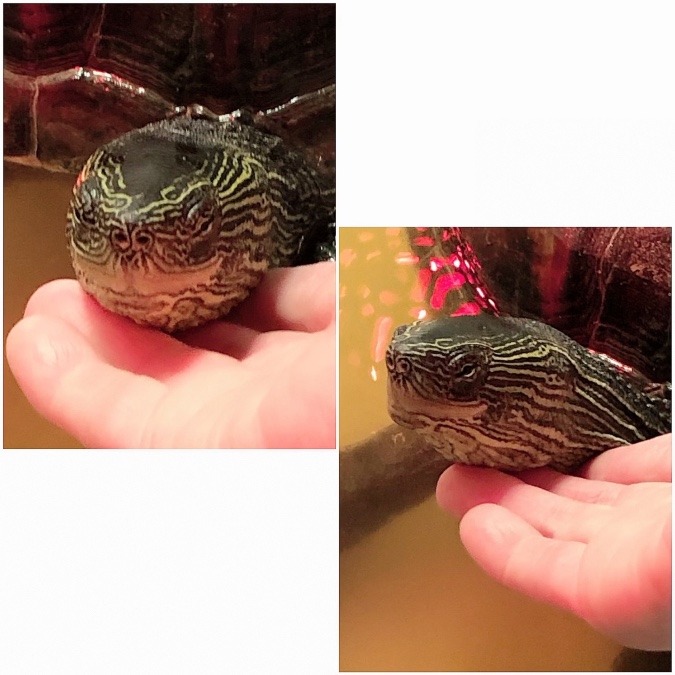 亀吉のおはよう