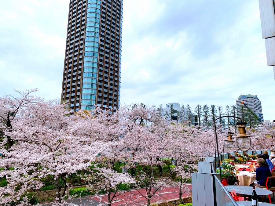 ☆満開の桜☆