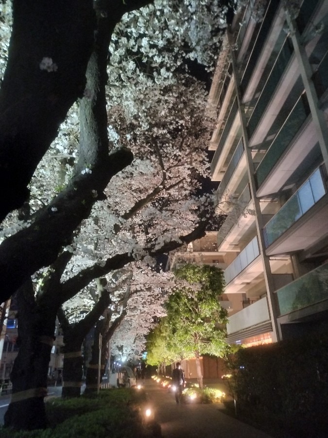 夜桜🌸