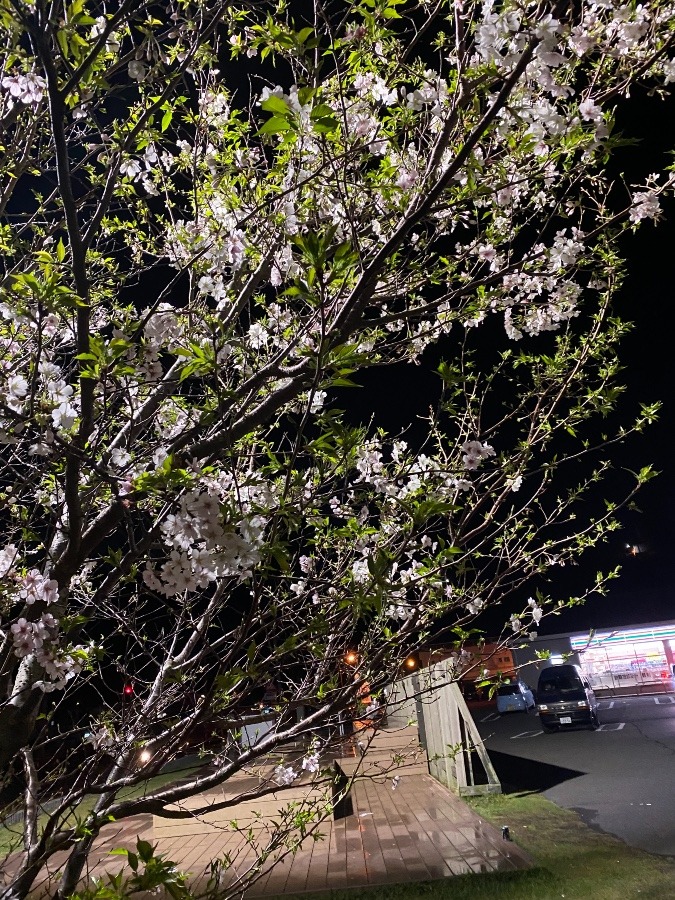 関東応援隊との思い出の桜満開❣️