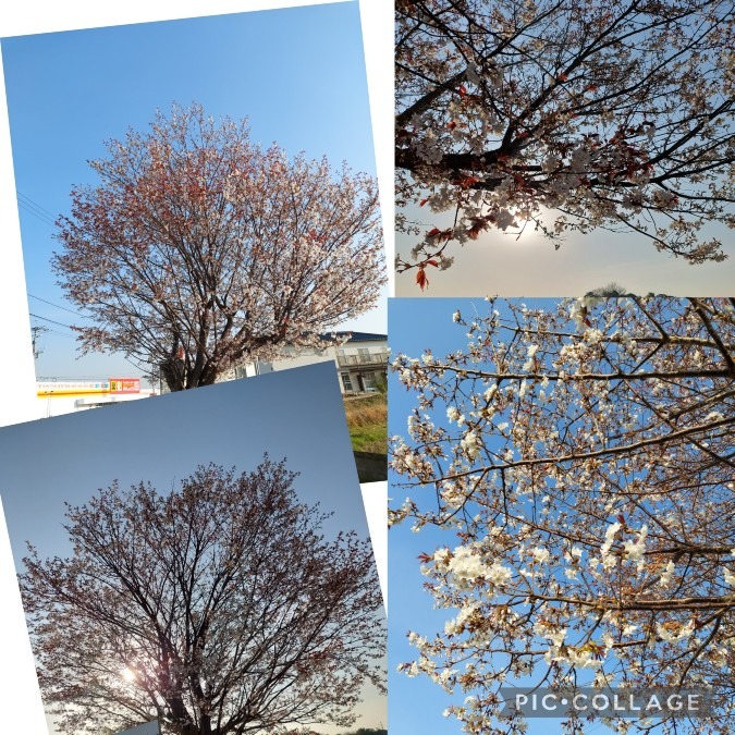 我が家の桜今年で見納め