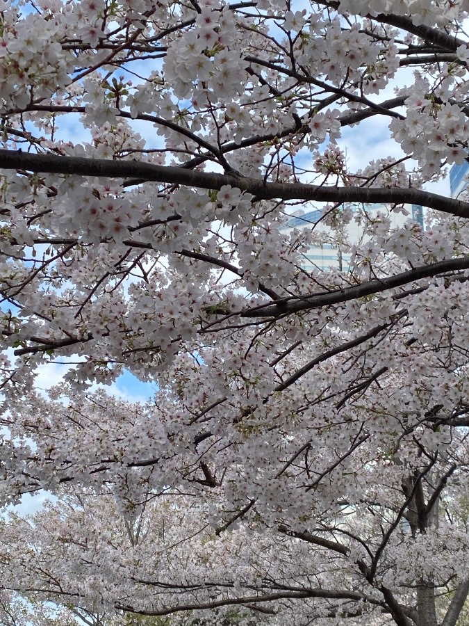 屋形船を降りたら青空🌸