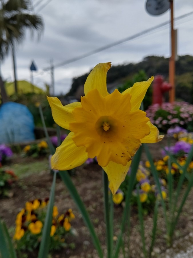 部落の花壇🌼🌸🌻