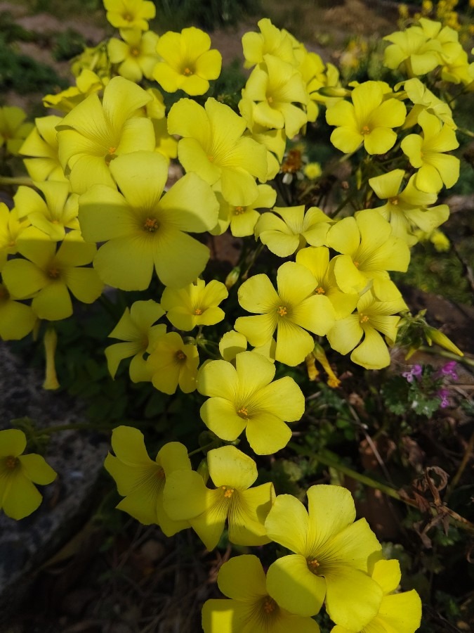 かわいい花💠🌼