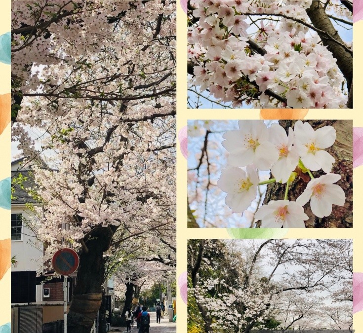 鎌倉も桜が満開に❣️
