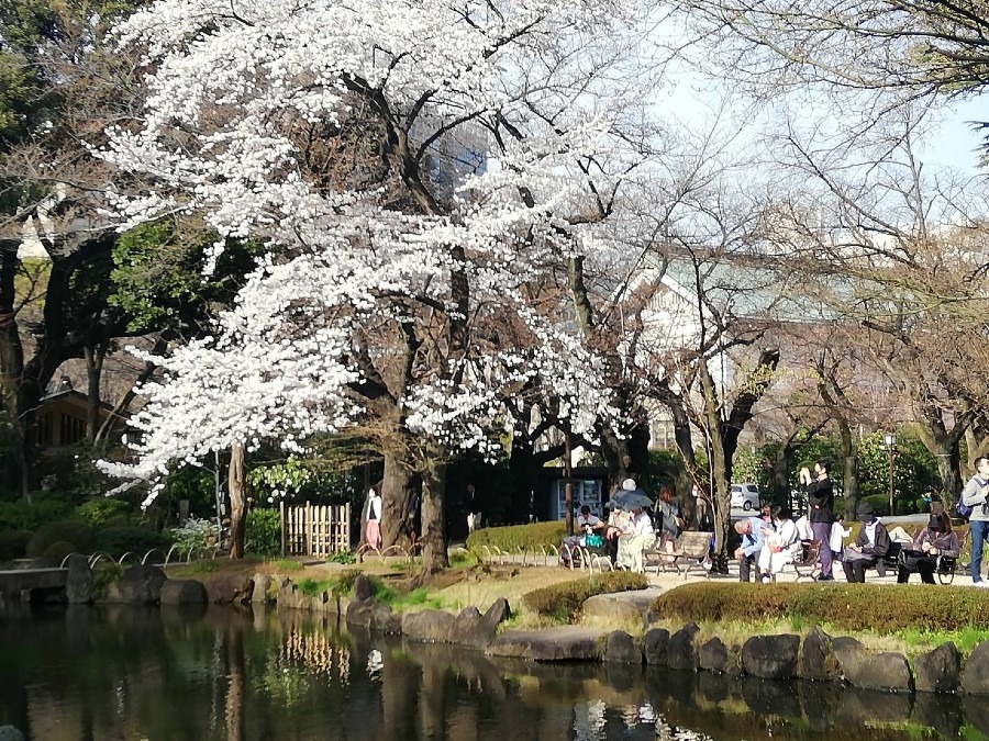 靖国神社の桜