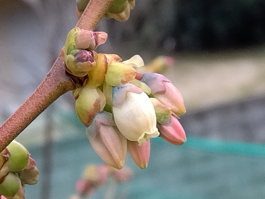 ブルーベリーの蕾と花