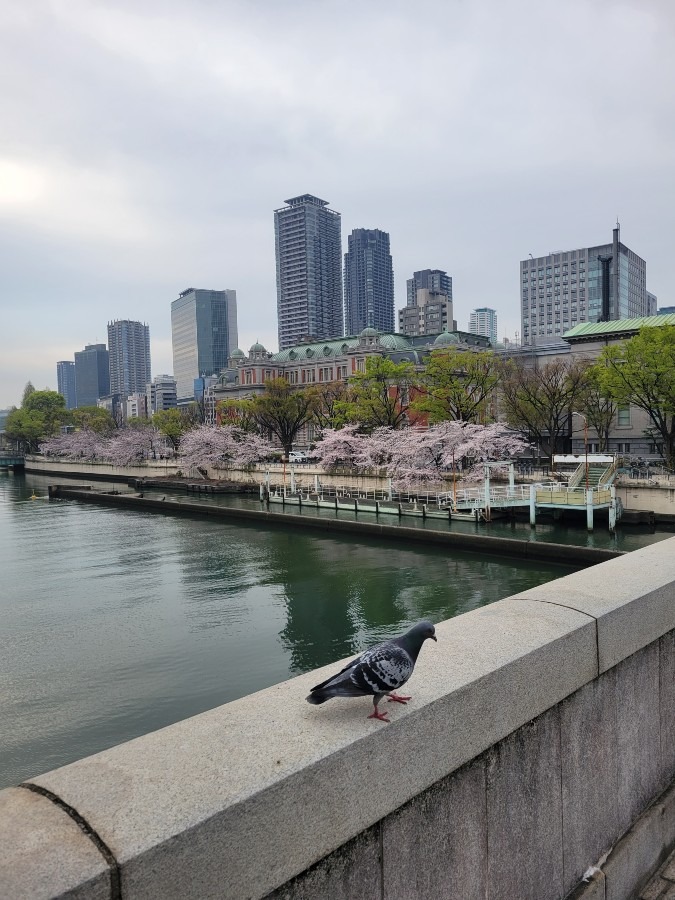 今朝の大阪　満開の桜が綺麗でした