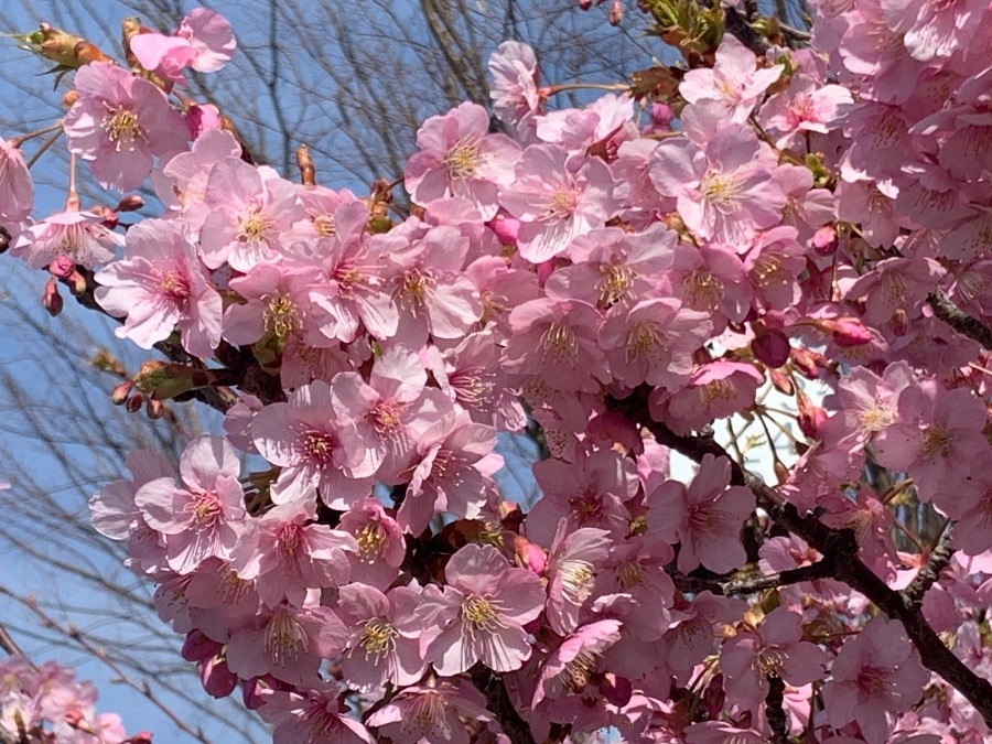 江戸川の河津桜