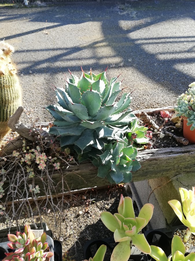 多肉植物!!