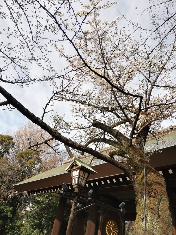 大島寒桜