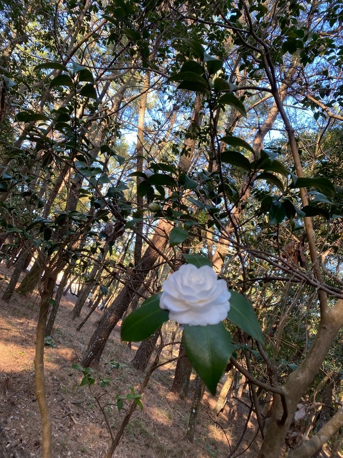 みそぎ池の椿