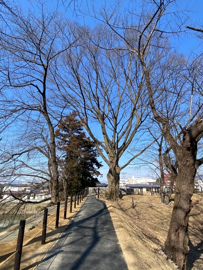 今日はこちらの散歩コース🌸