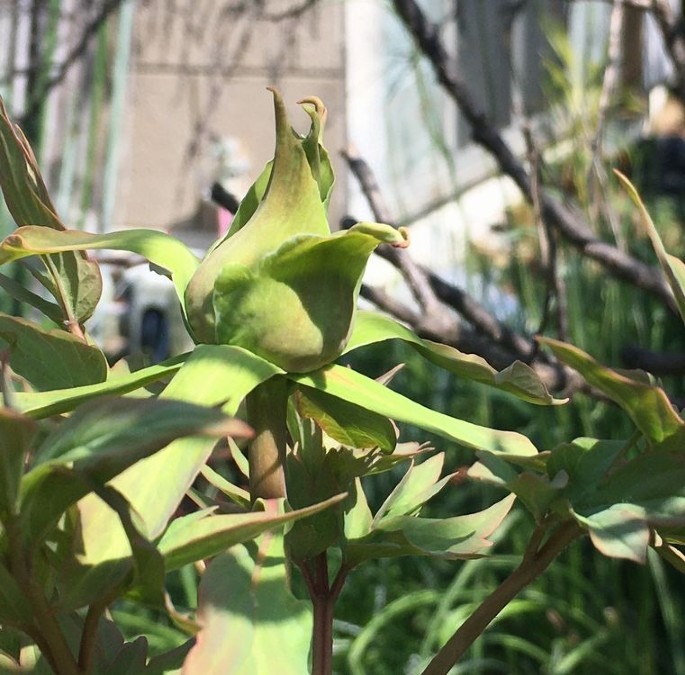 今年は、牡丹の花が咲いてくれそうです。蕾を二つ見つけました。