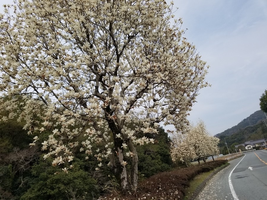 くちなしの花