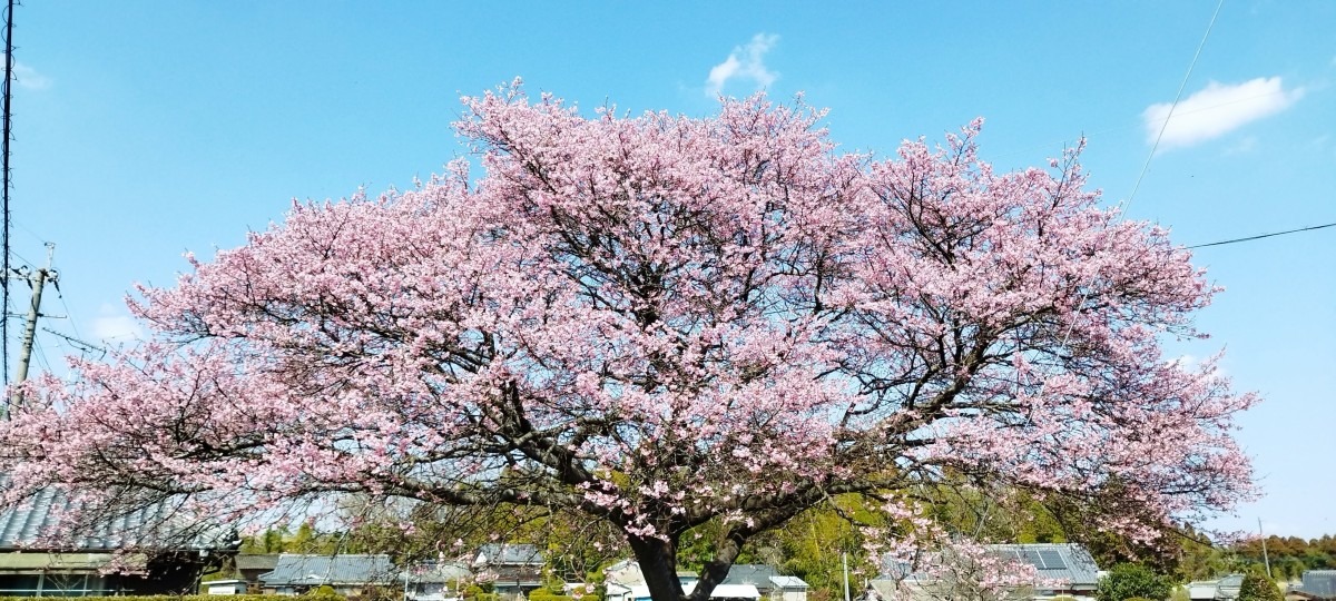 🌸春を見つけに😊❗13