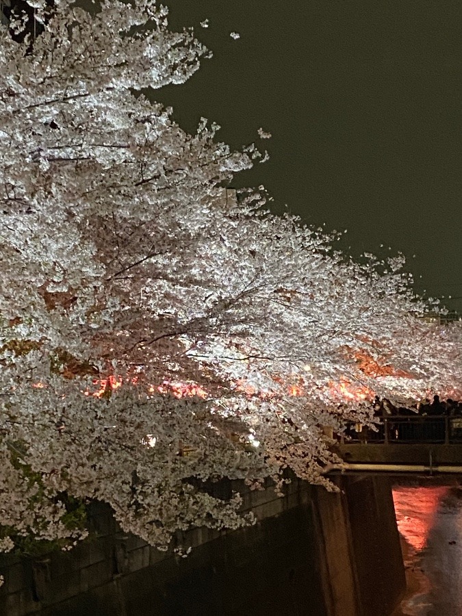今年の目黒川の桜🌸🌸
