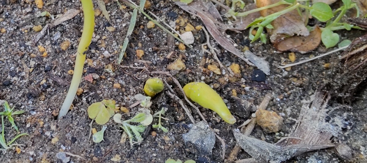 鉢を押し上げ、新芽が。