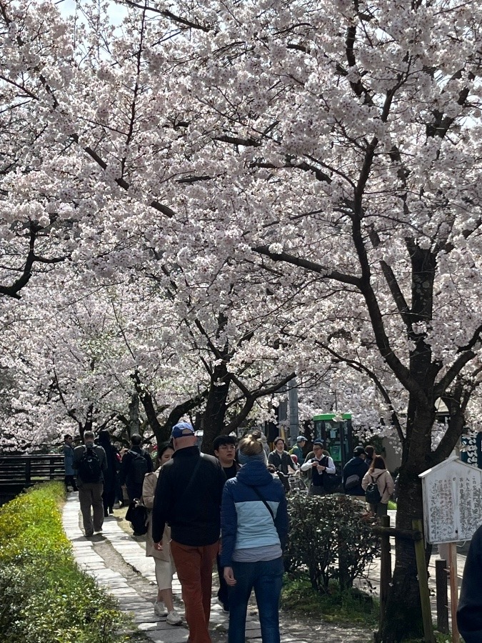 哲学の道の桜❣️