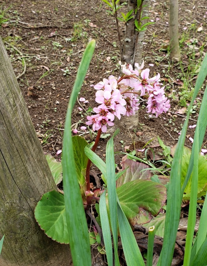 桜色の、、これ何の花？