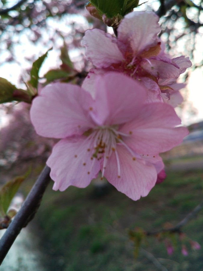 お花です。