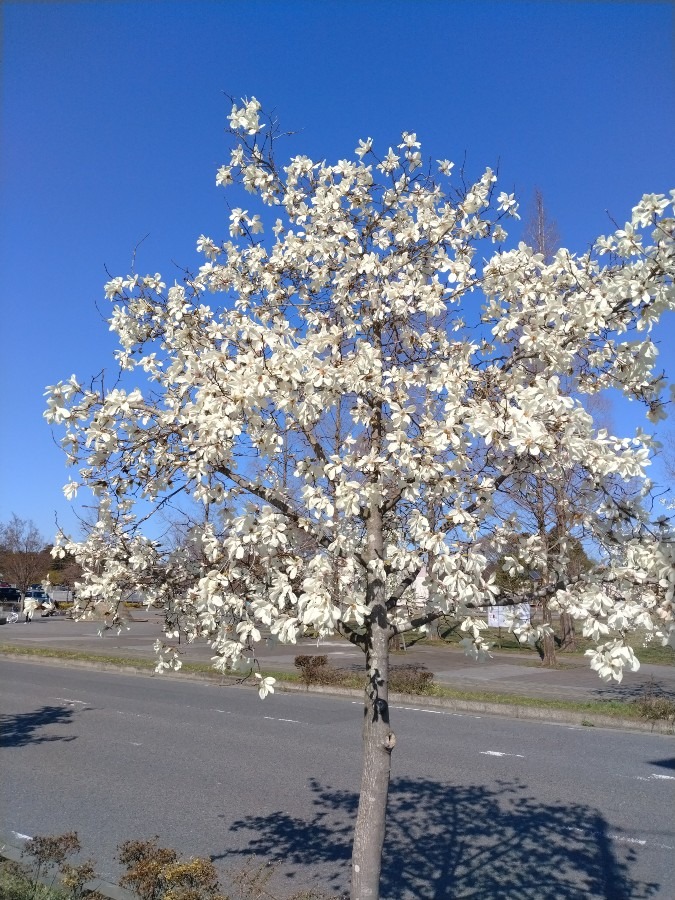 お花です！