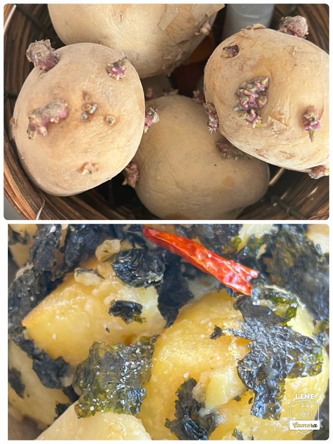 ジャガイモ発芽中👉🏿韓国風粉吹き芋に💕