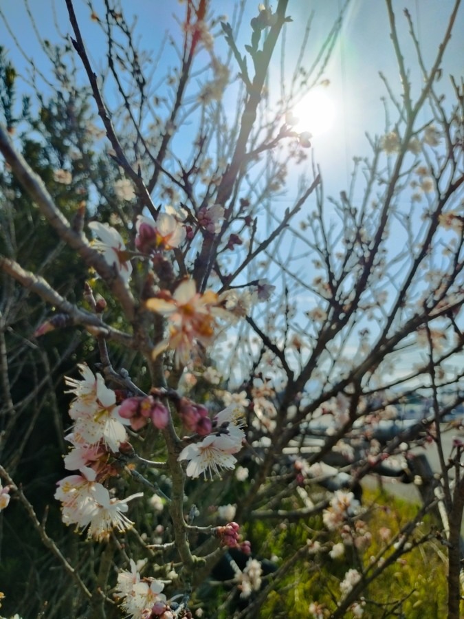 桜🌸お日様ビームを浴びて😄